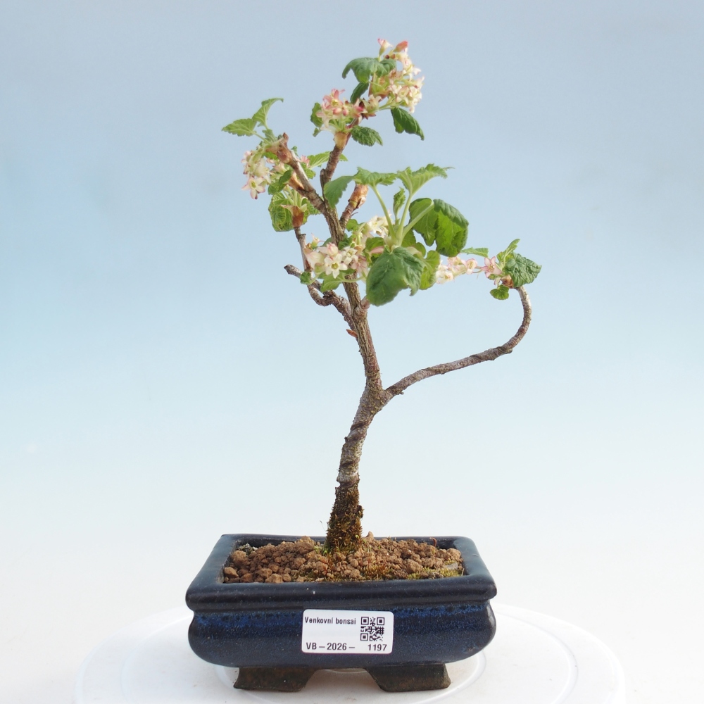 Bonsai zewnętrzne - Krwawa meruzalka - Ribes sanguneum
