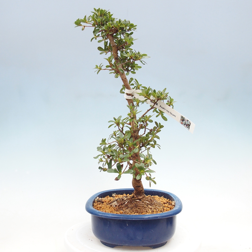 Bonsai zewnętrzne - Azalia japońska - Azalia Asahi-no-izumi