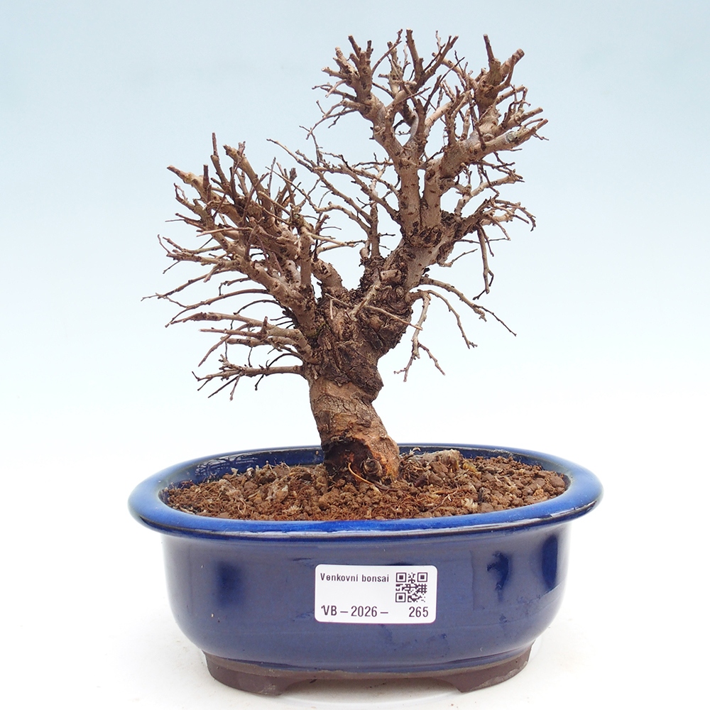 Bonsai zewnętrzne - Zelkova - Zelkova NIRE