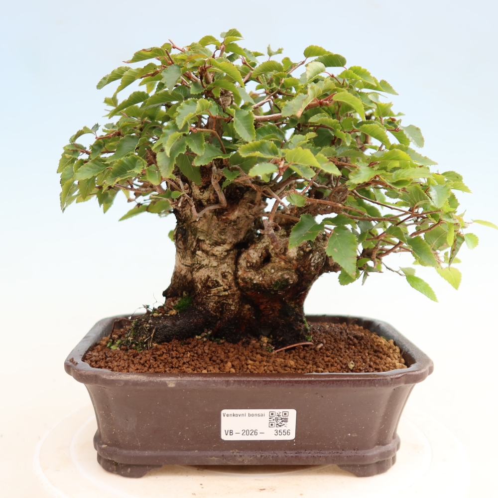Outdoor bonsai - Carpinus CARPINOIDES - grab koreański