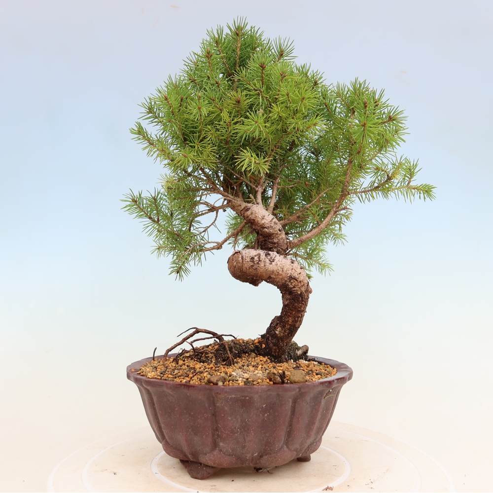Outdoor bonsai - Świerk pospolity - Picea glauca globe