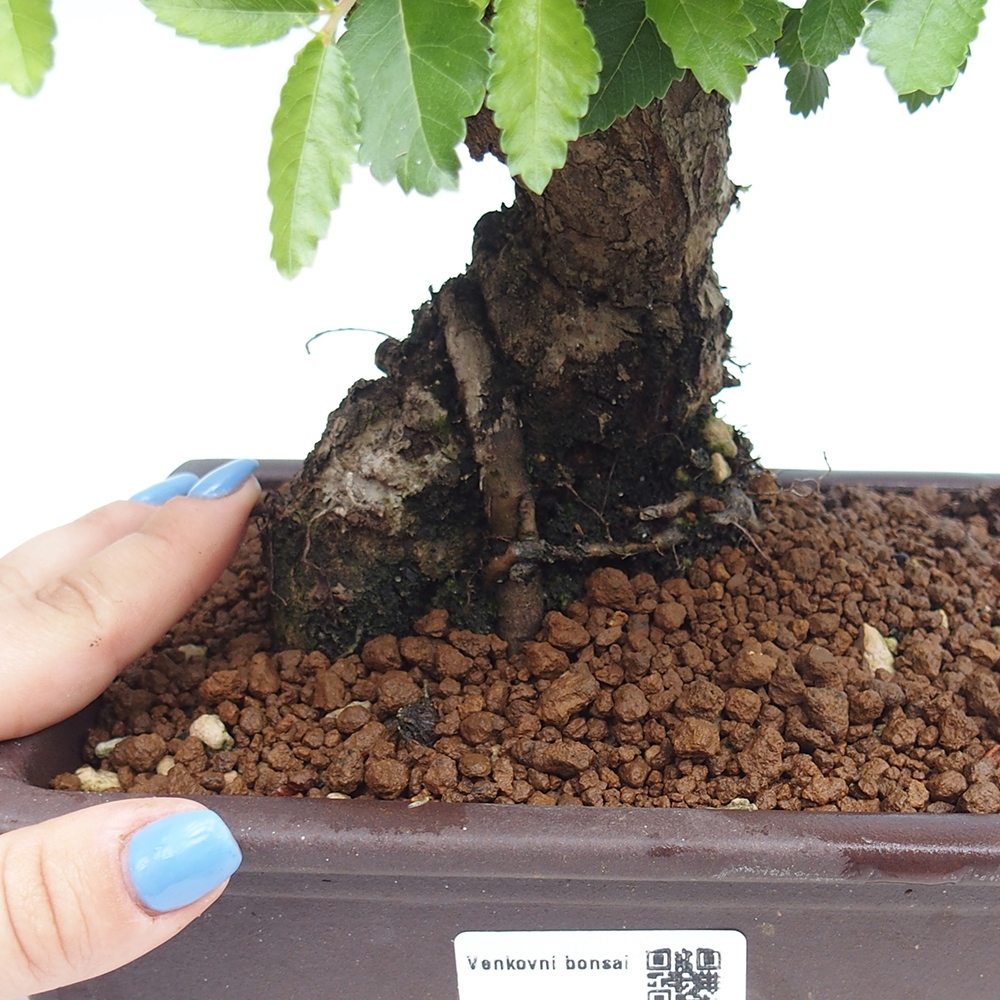Outdoor bonsai - Zelkova - Zelkova NIRE
