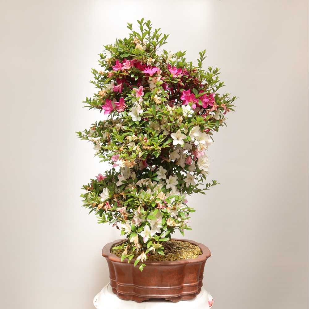 Bonsai zewnętrzne - Azalia japońska - Azalia Shunen