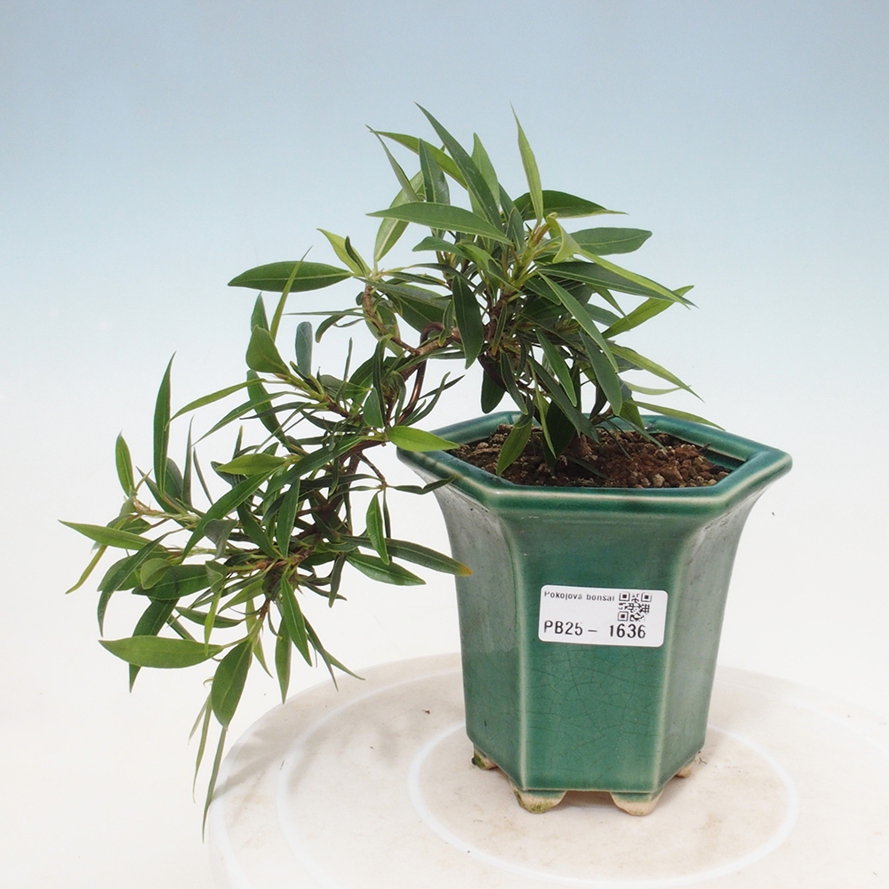 Bonsai wewnętrzne - Ficus nerifolia - figowiec drobnolistny