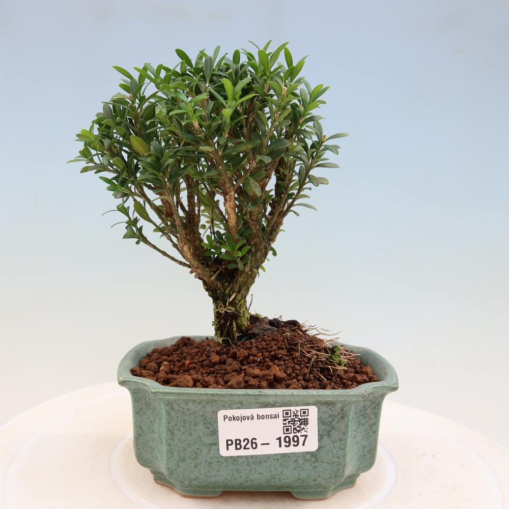 Pokój bonsai - Buxus harlandii - buxus korkowy