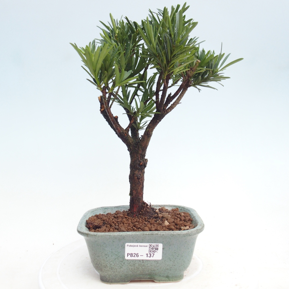 Pokój bonsai - Podocarpus - Kamienny cis