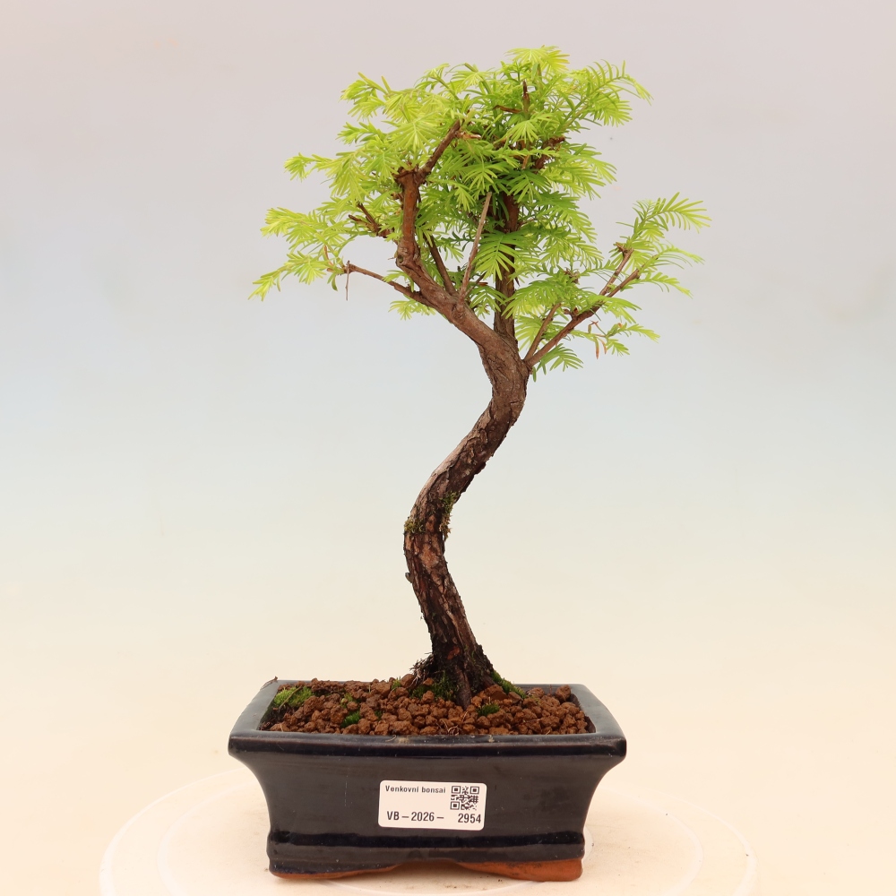 Outdoor bonsai - Metasequoia glyptostroboides - Metasekwoja chińska