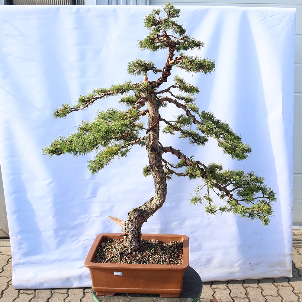 Pinus sylvestris Hiszpania – sosna zwyczajna