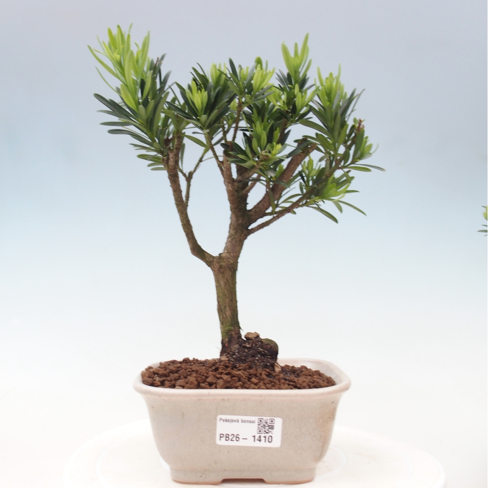 Pokój bonsai - Podocarpus - Kamienny cis