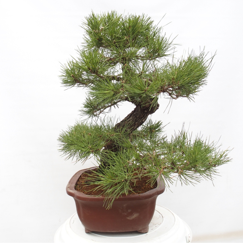 Bonsai ogrodowe - Pinus thunbergii - Sosna Thunberg