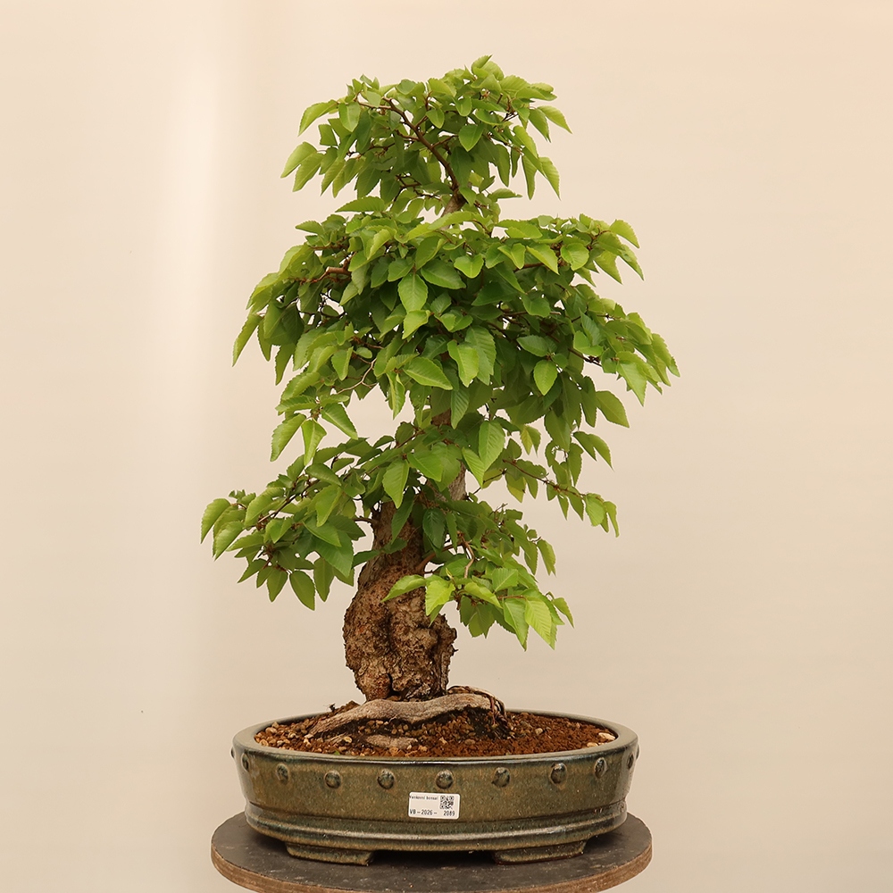 Bonsai plenerowe - Carpinus Coreana - grab koreański
