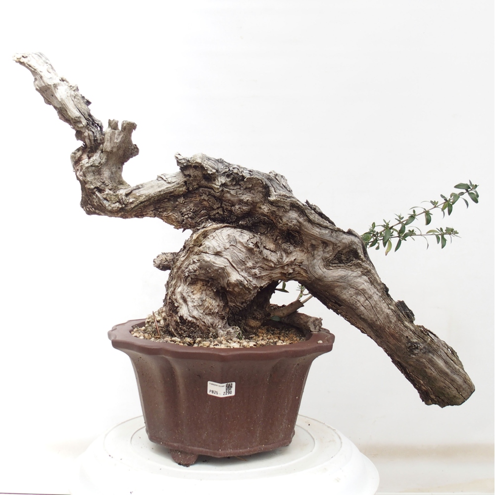 Kryte bonsai - Olea europaea sylvestris - Europejska oliwa z małych liści