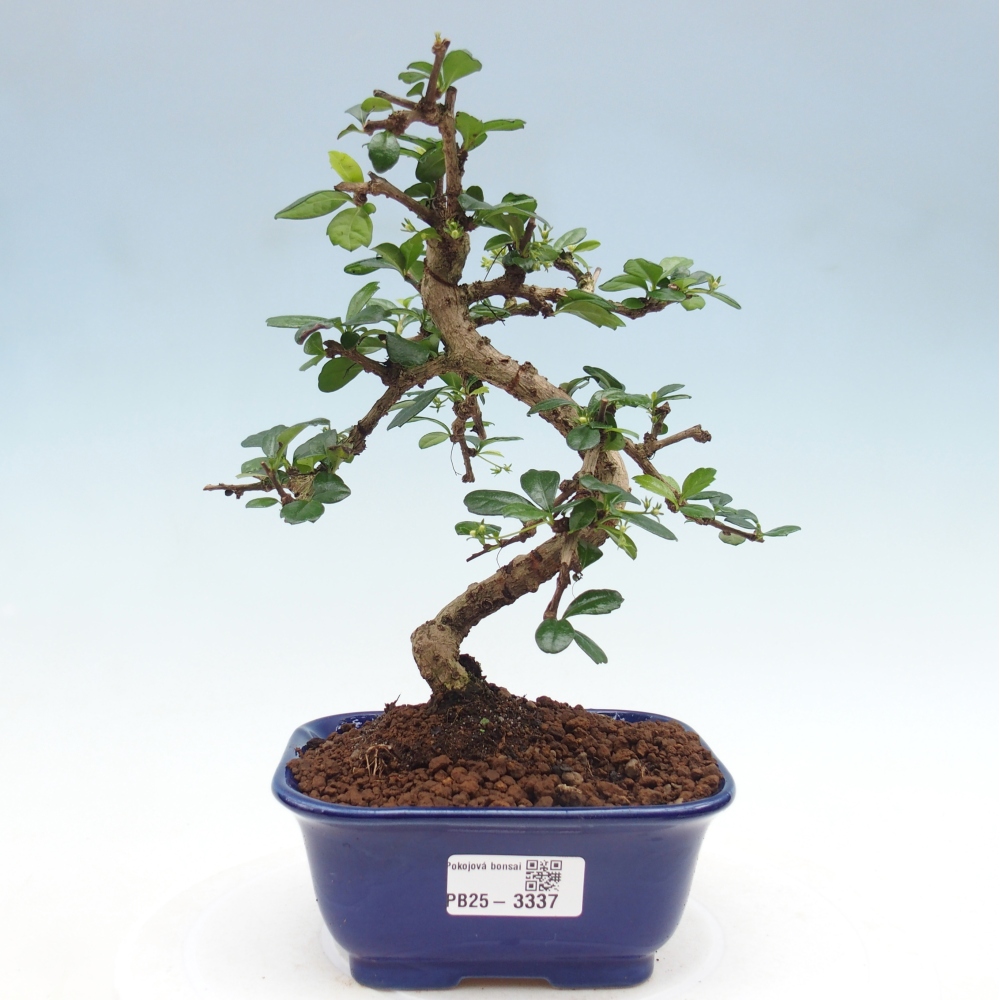 Bonsai wewnętrzne - Carmona makrophylla - Herbata Fuki