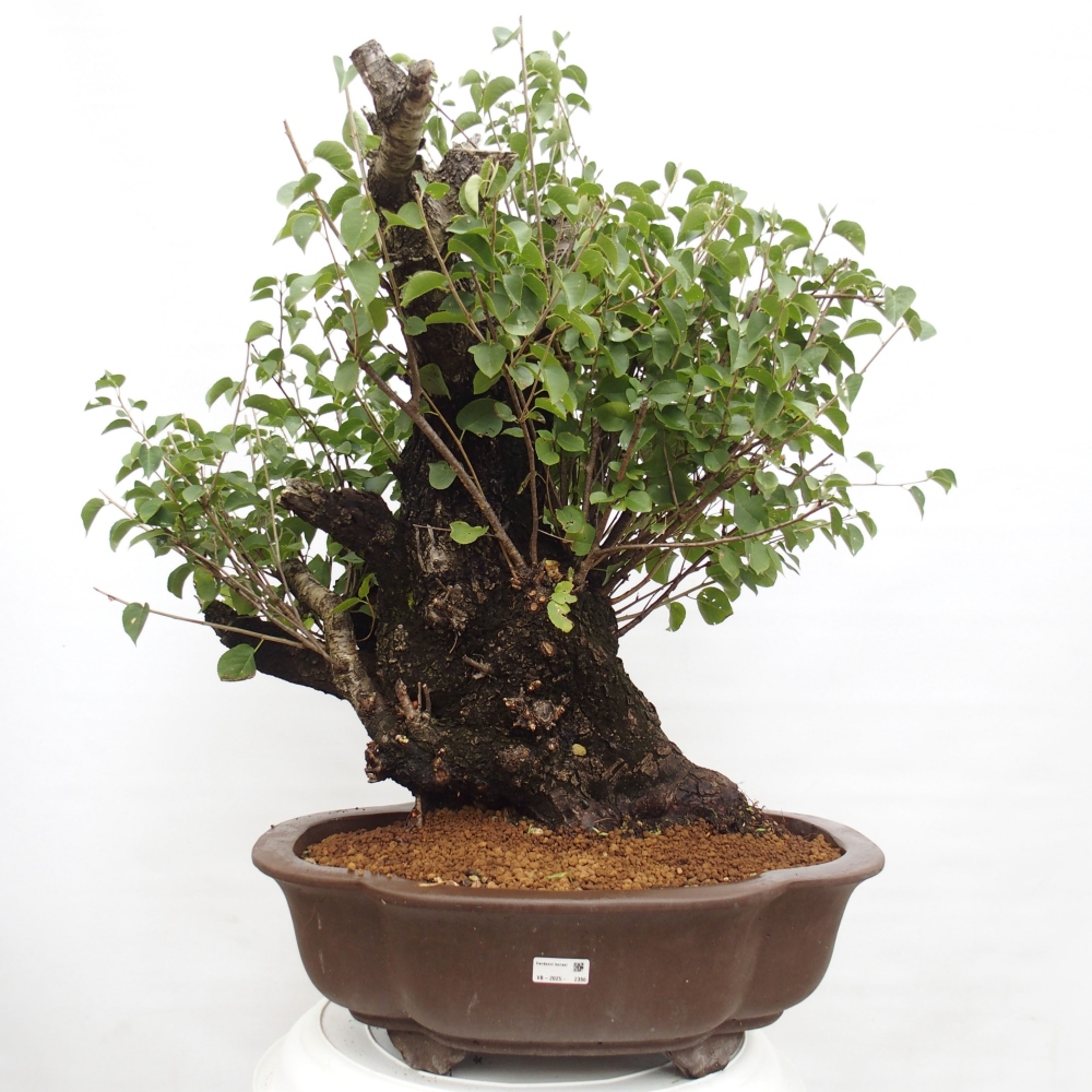 Bonsai na zewnątrz - Mahalebka - Prunus mahaleb