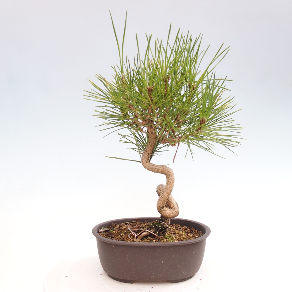 Bonsai ogrodowe - Pinus thunbergii - Sosna Thunbergia