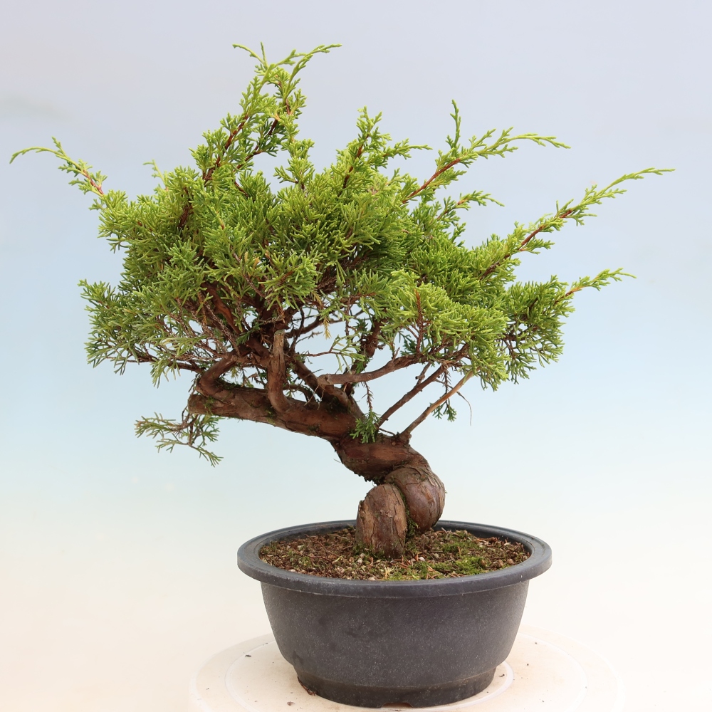 Bonsai ogrodowe – Juniperus chinensis Itoigawa – jałowiec chiński