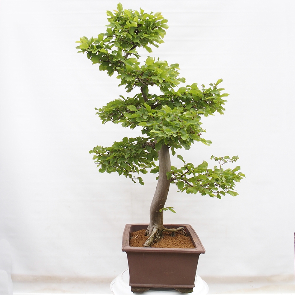 Bonsai zewnętrzne - Grab - Carpinus betulus