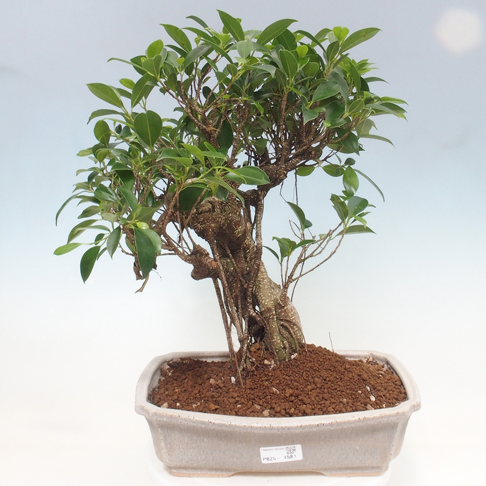 Kryty bonsai - Ficus kimmen - figowiec drobnolistny
