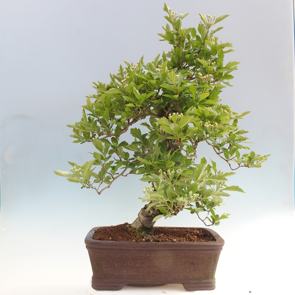 Outdoor bonsai - głóg - Crataegus cuneata