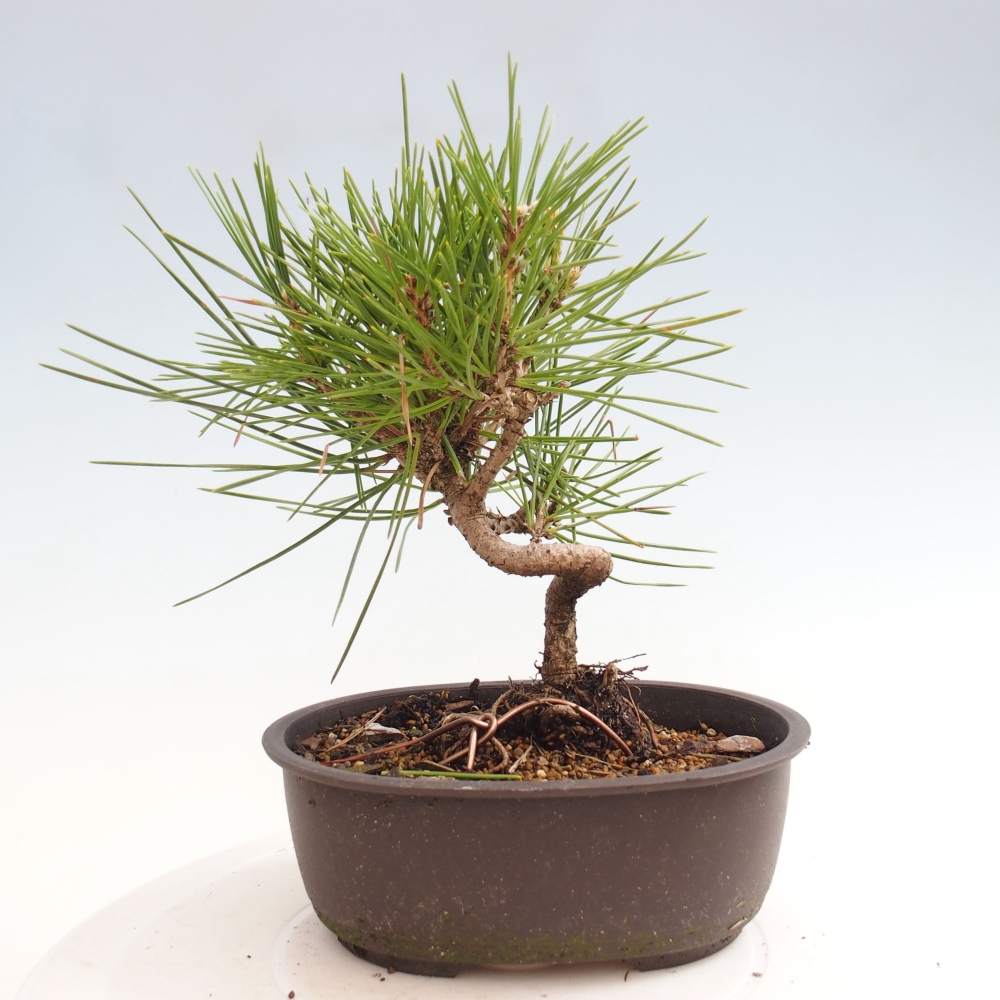 Bonsai ogrodowe - Pinus thunbergii - Sosna Thunbergia