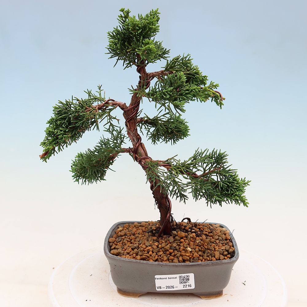 Outdoor bonsai - Juniperus chinensis Kishu
