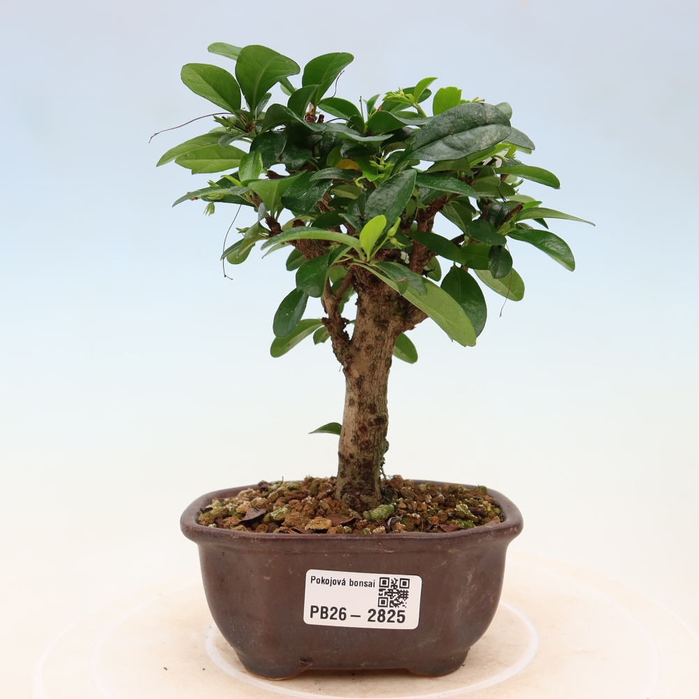 Bonsai pokojowe - Carmona macrophylla - Tea fuki