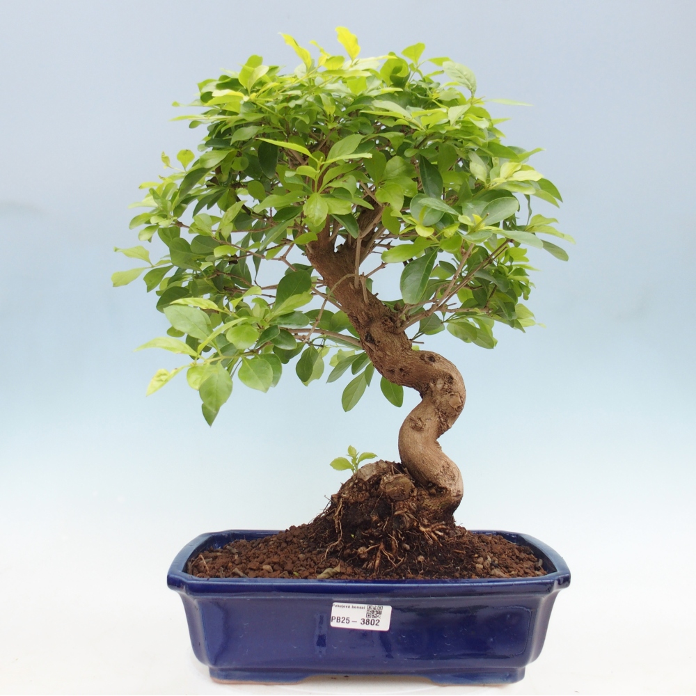 Bonsai pokojowe - Duranta erecta Aurea