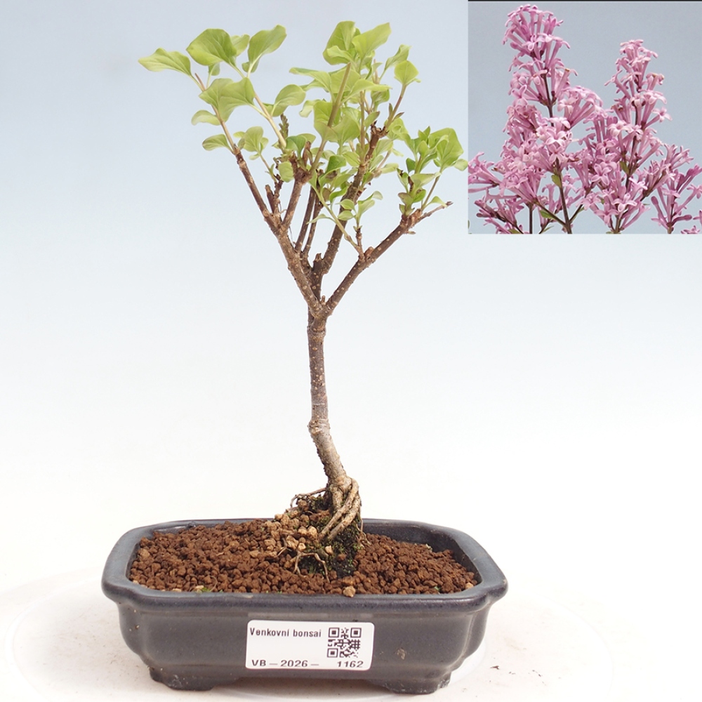 Outdoor bonsai - Syringa Meyeri Palibin - Lilak Meyera