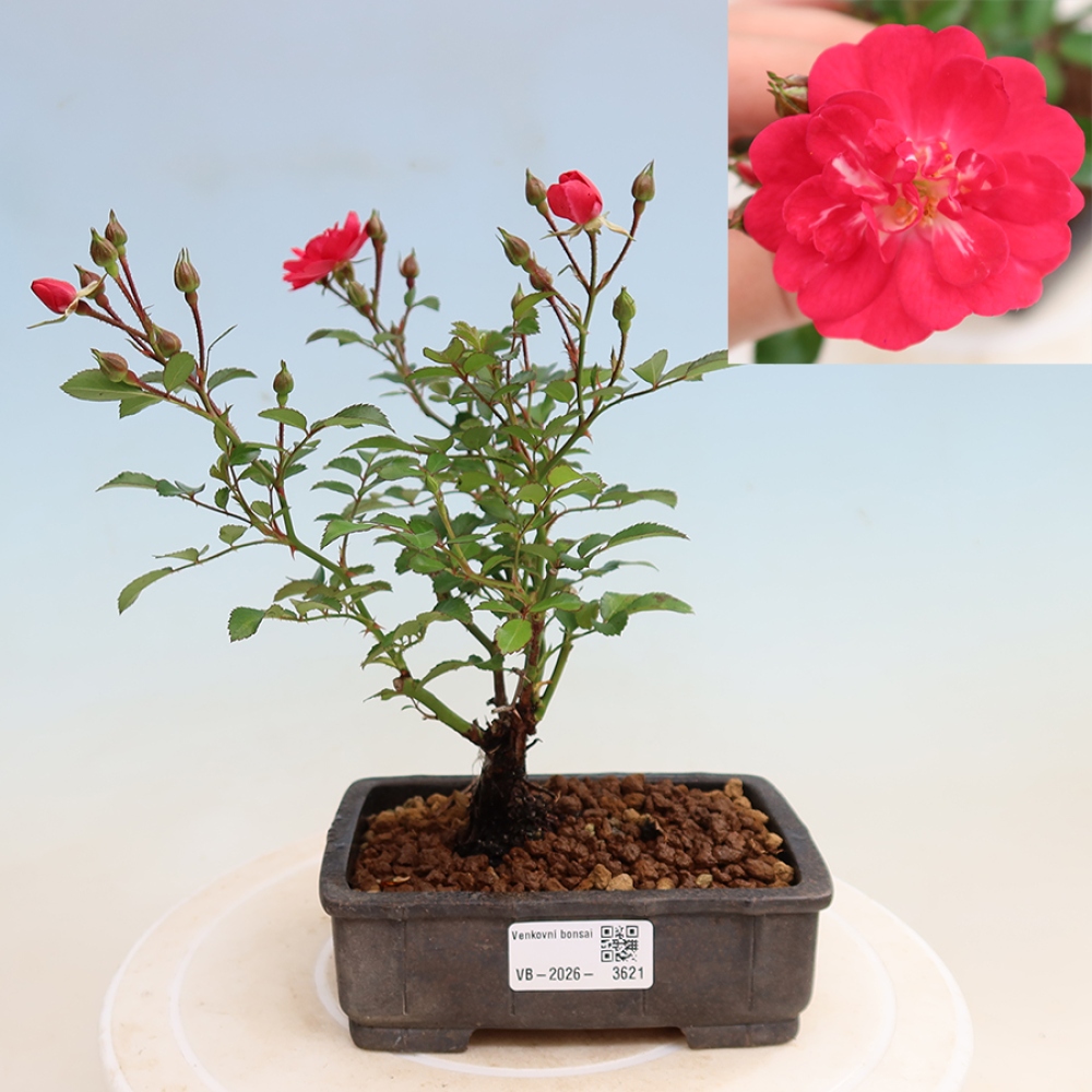 Bonsai ogrodowe – Rosa Kordes – róża