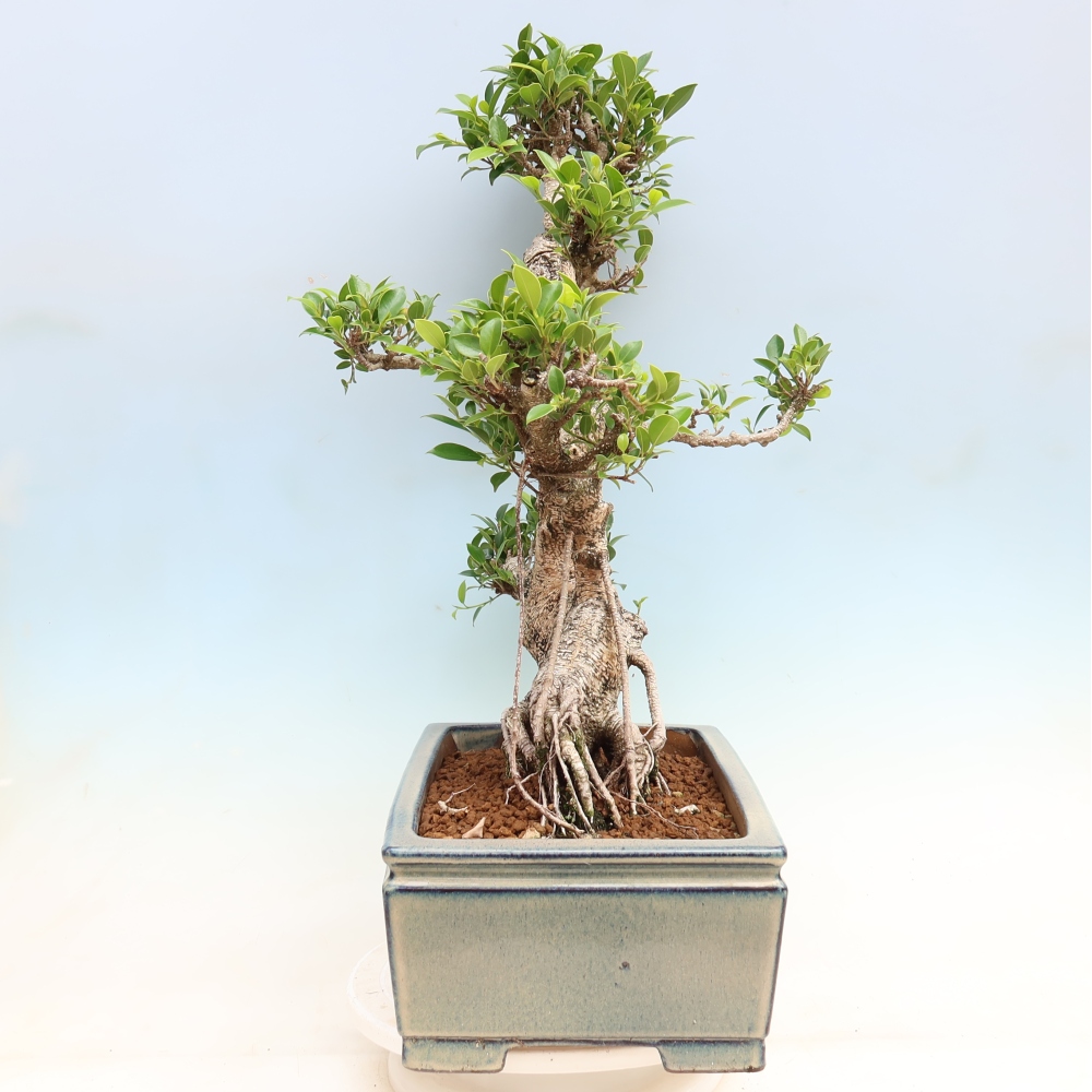 Pokój bonsai - Ficus kimmen - figowiec drobnolistny