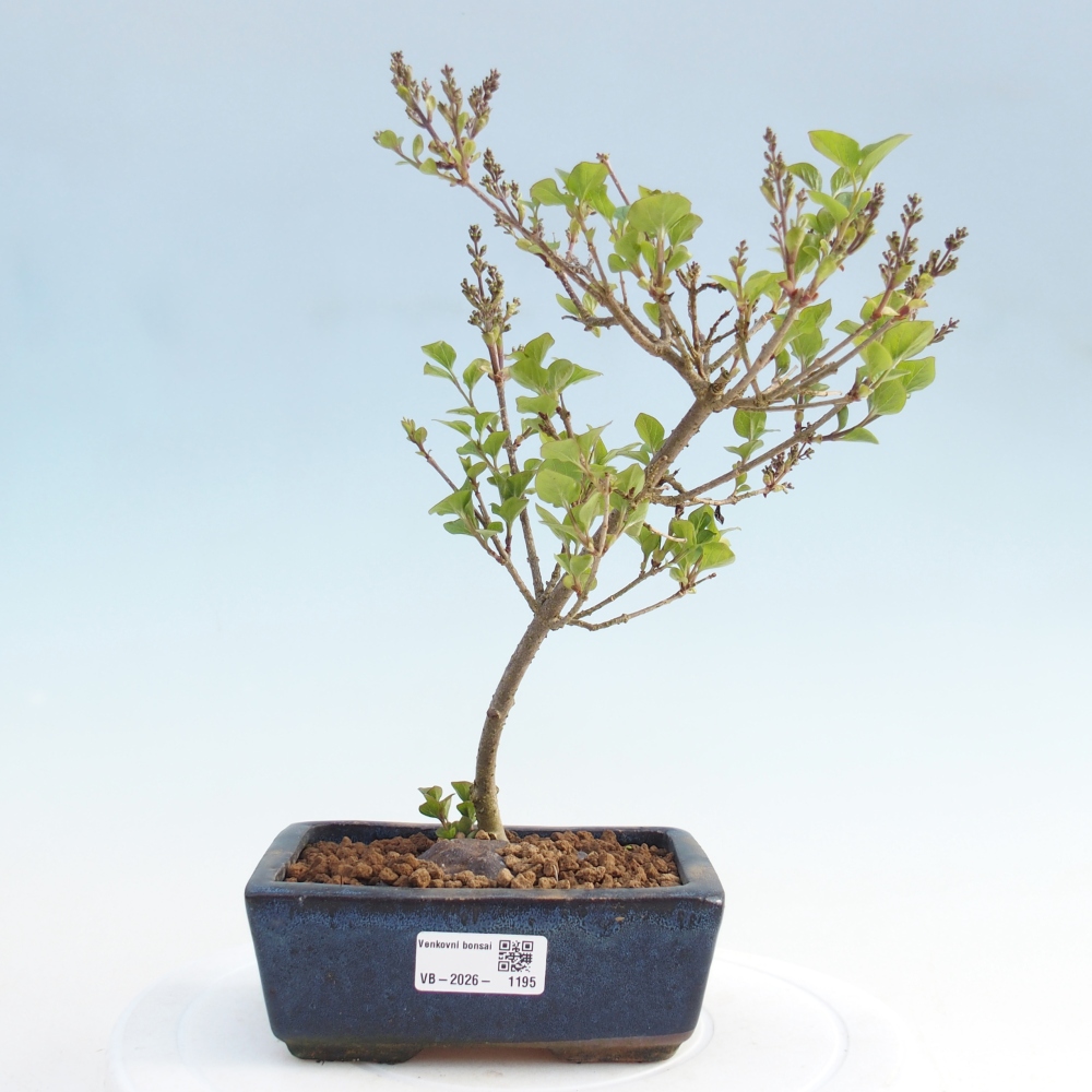 Outdoor bonsai - Syringa Meyeri Palibin - Lilak Meyera