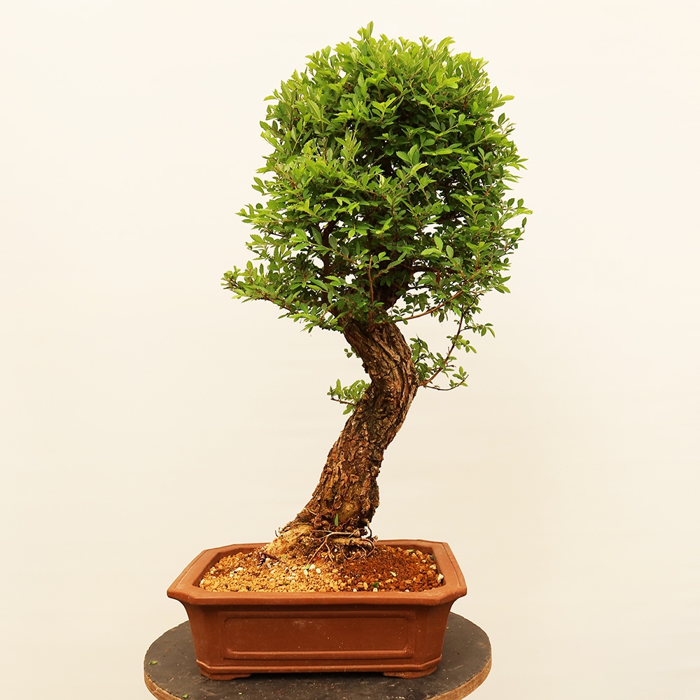 Bonsai na świeżym powietrzu - Zelkova - Zelkova NIRE