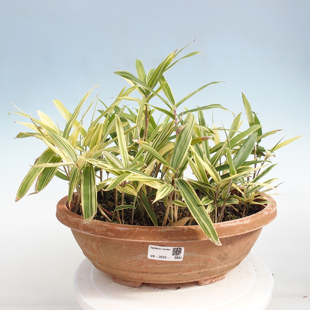 Bonsai zewnętrzne - Sasaella masamuneana Albostriata - Bambus