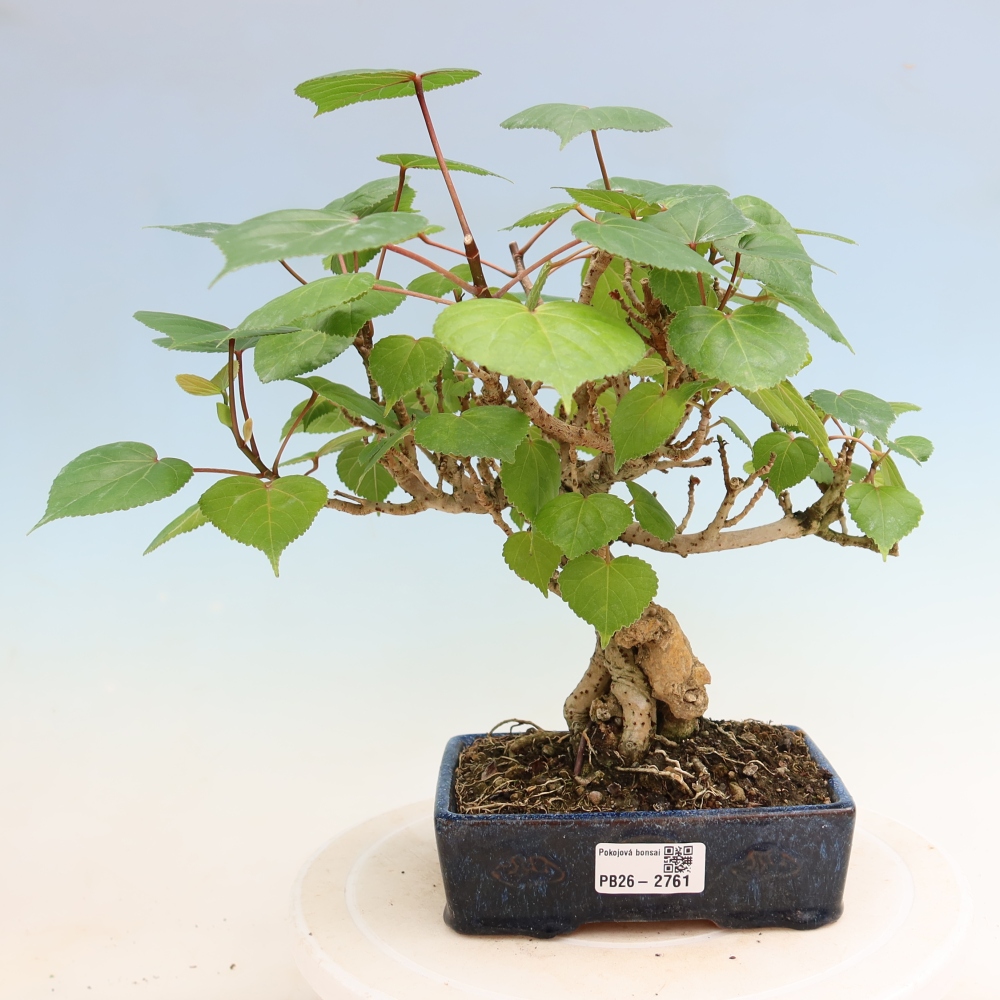 Bonsai domowe - Hibiscus tiliaceus - Hibiskus morski