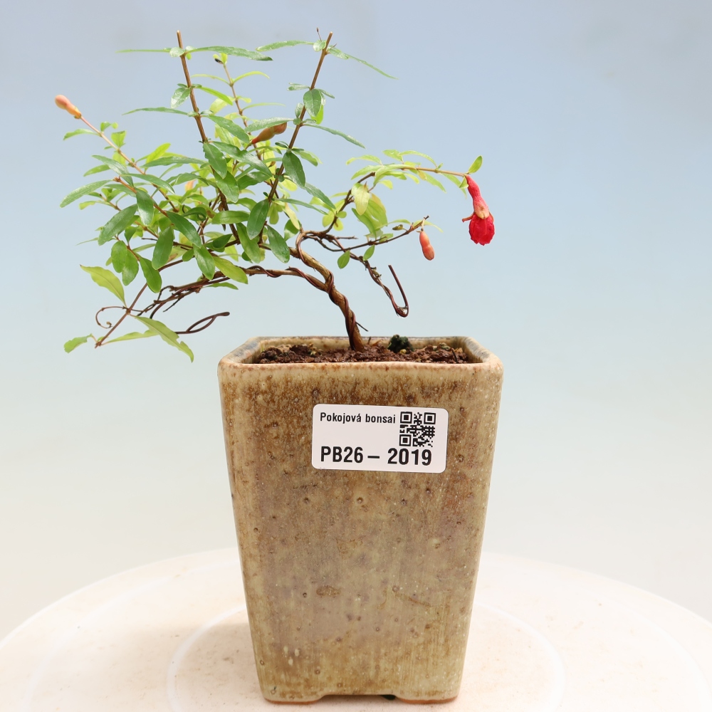 Pokój bonsai - PUNICA granatum nana - jabłko granatu