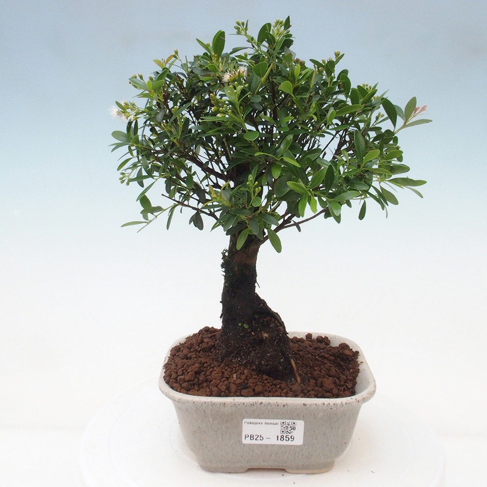 Pokój bonsai - Syzygium - Pimentovník