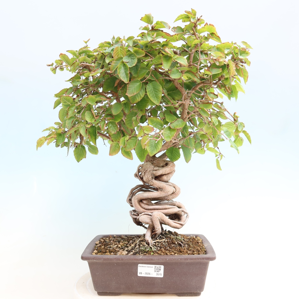 Outdoor bonsai - Carpinus CARPINOIDES - grab koreański