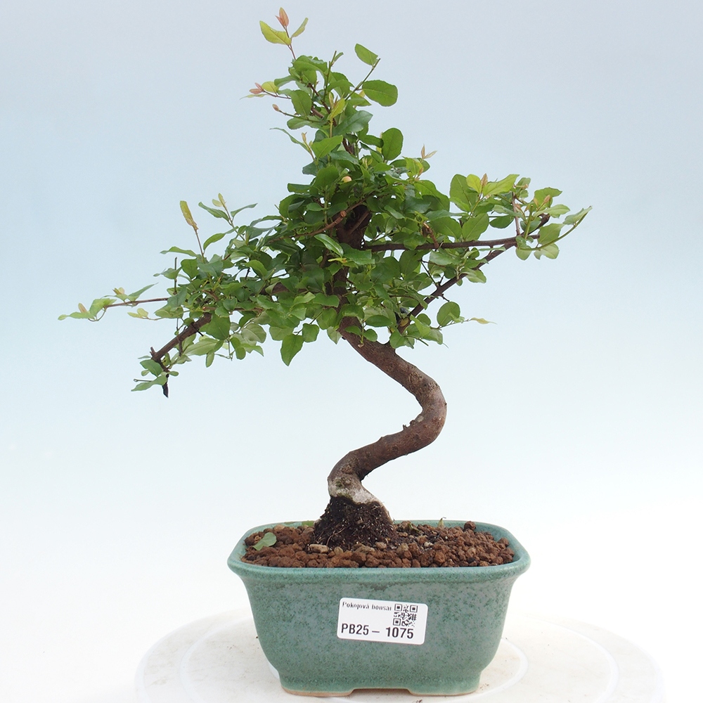Kryty bonsai - Sagerécie thea - Sagerécie thea