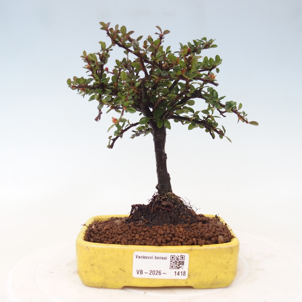 Plenerowe bonsai - Irga pozioma - Drzewo skalne