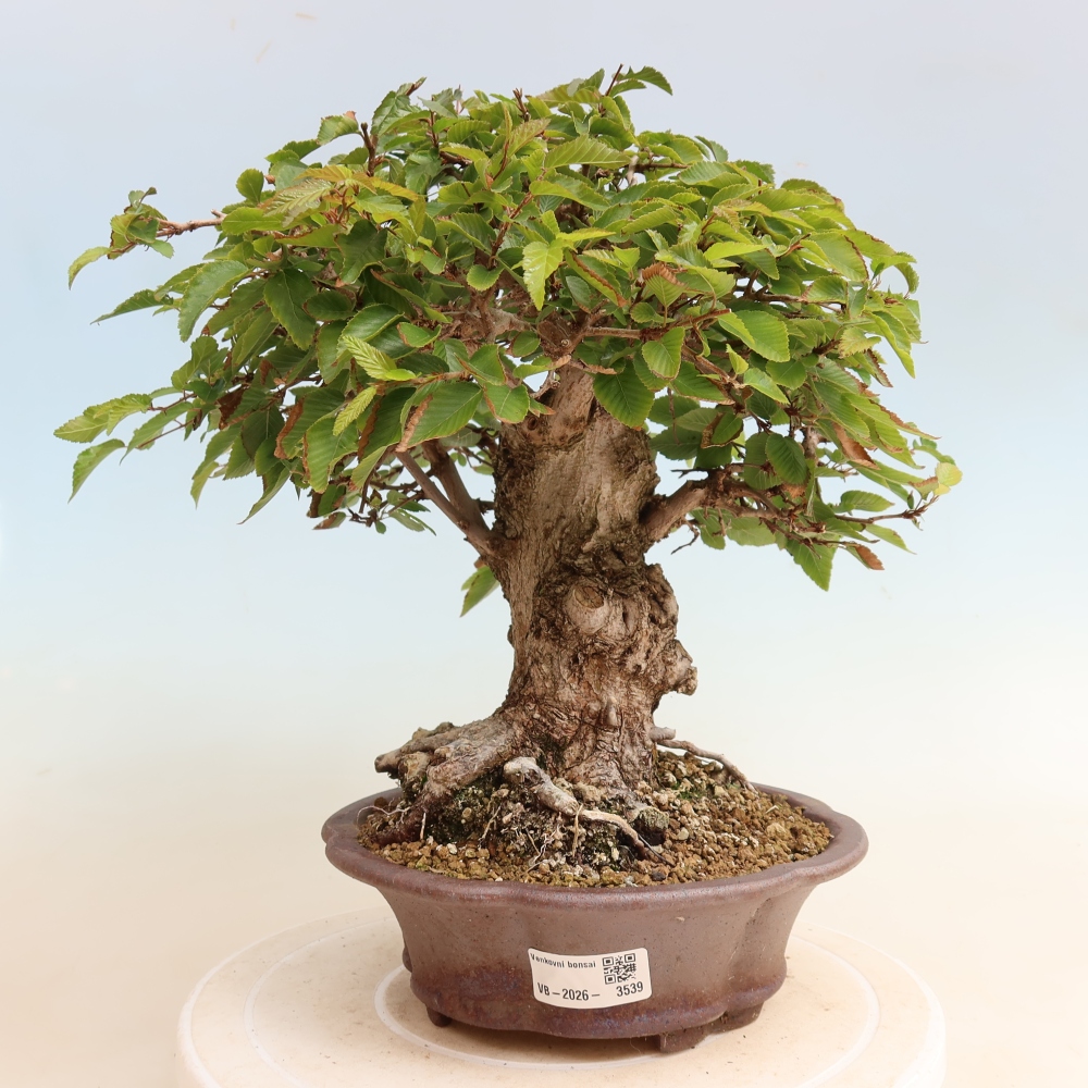 Outdoor bonsai - Carpinus CARPINOIDES - grab koreański