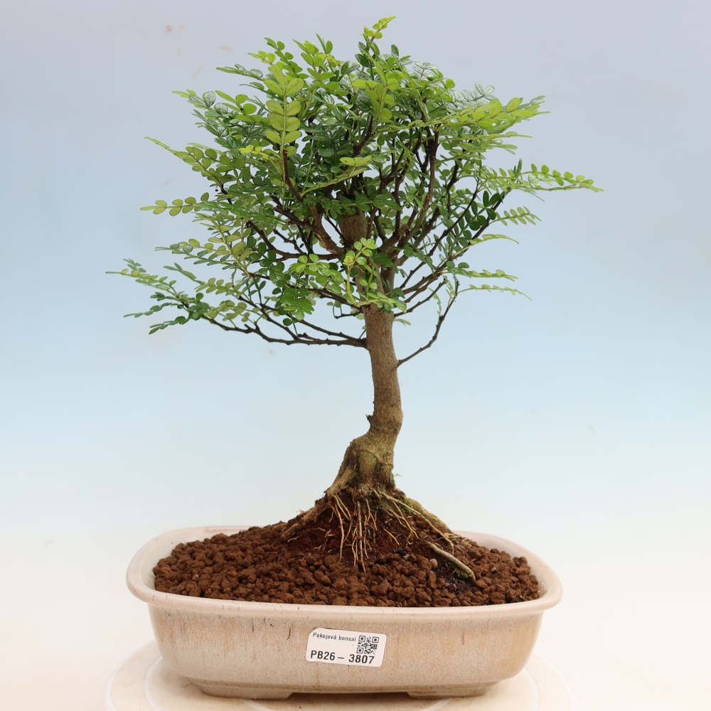 Pokój bonsai - Zantoxylum piperitum - drzewo pieprzowe