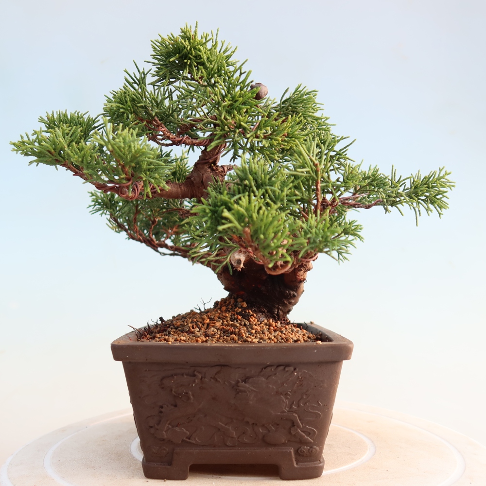 Outdoor bonsai - Juniperus chinensis Itoigawa - Jałowiec chiński