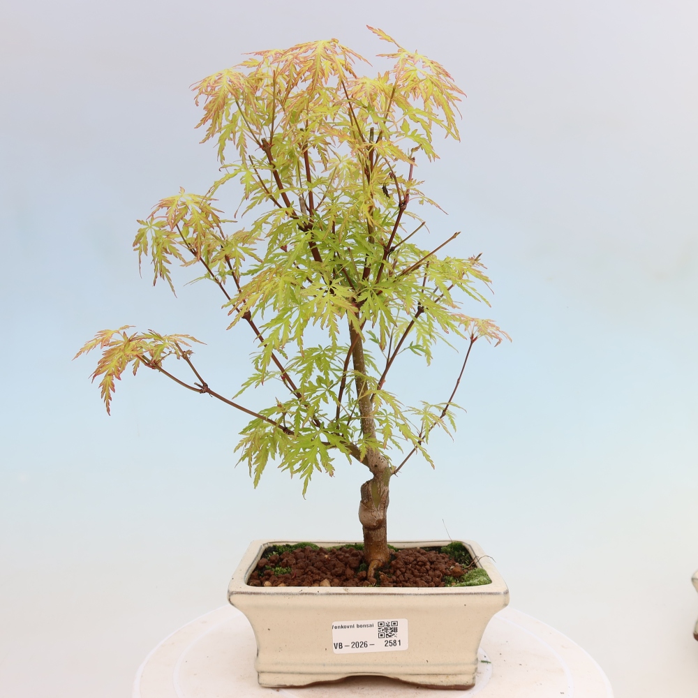 Bonsai ogrodowe – Acer palmatum Dissectum – klon palmowy 