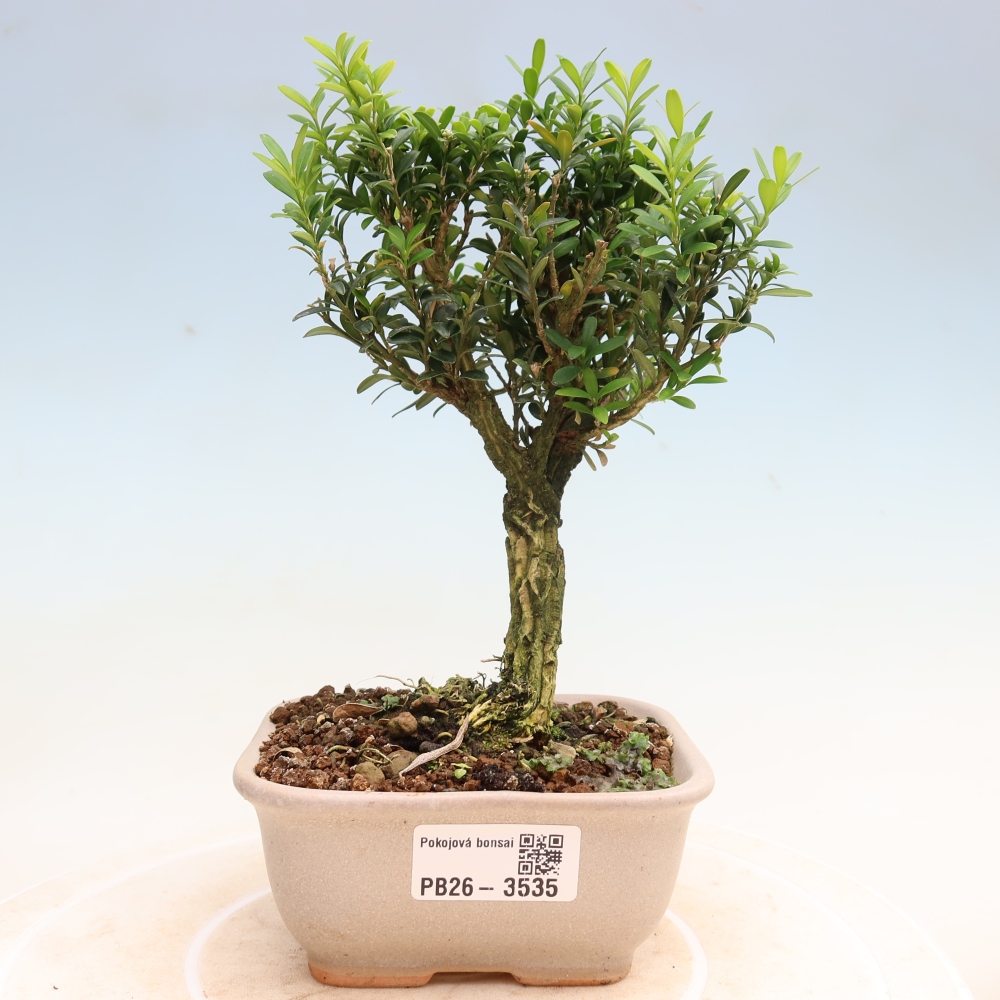 Pokój bonsai - Buxus harlandii - buxus korkowy