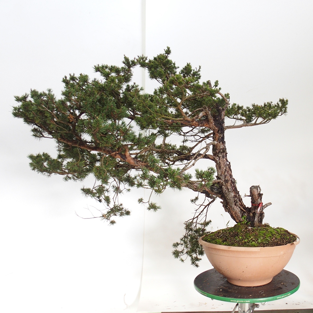 Yamadori - Pinus sylvestris Hiszpania