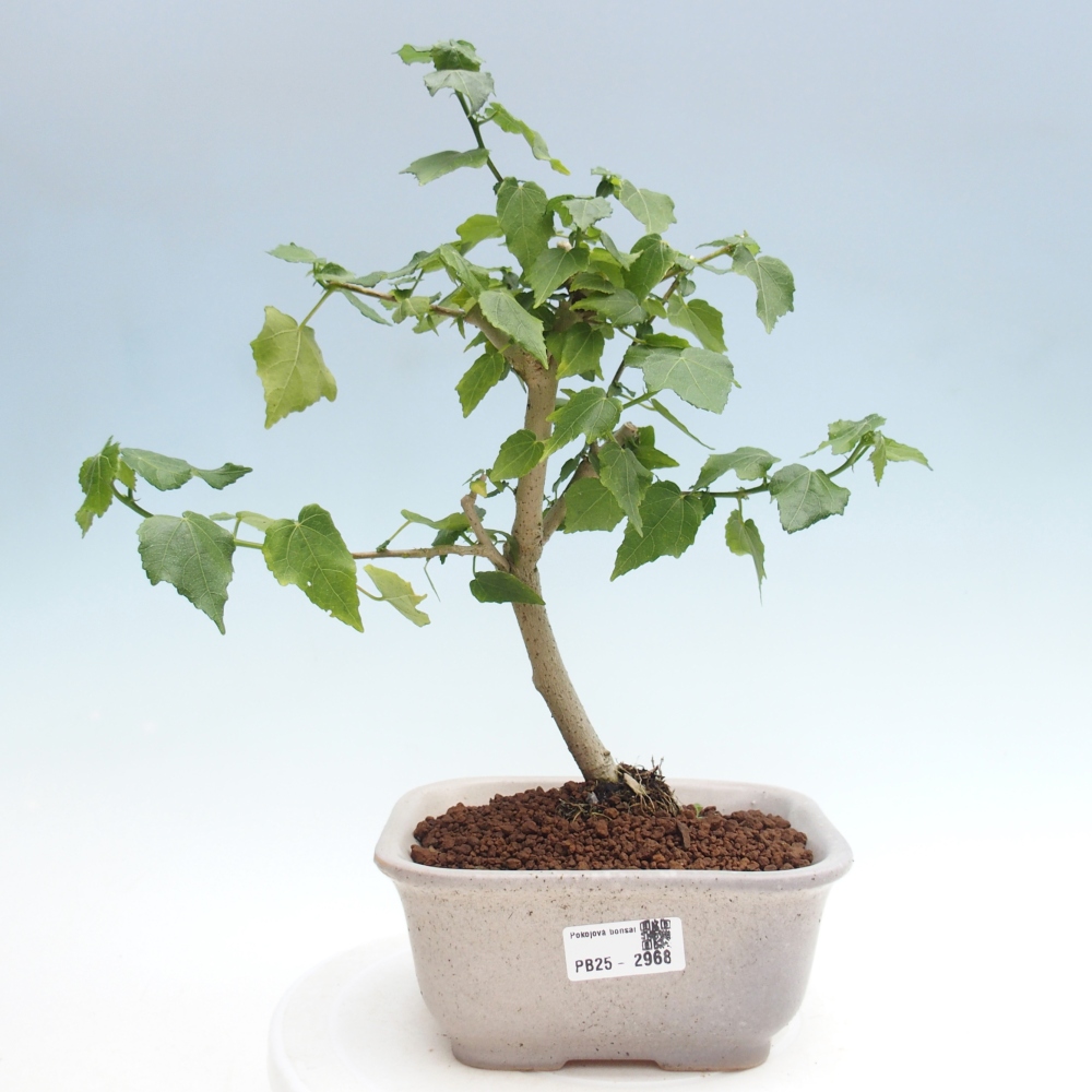 Kryte bonsai - Malvaviscus arboreus - hibiskus drzewny