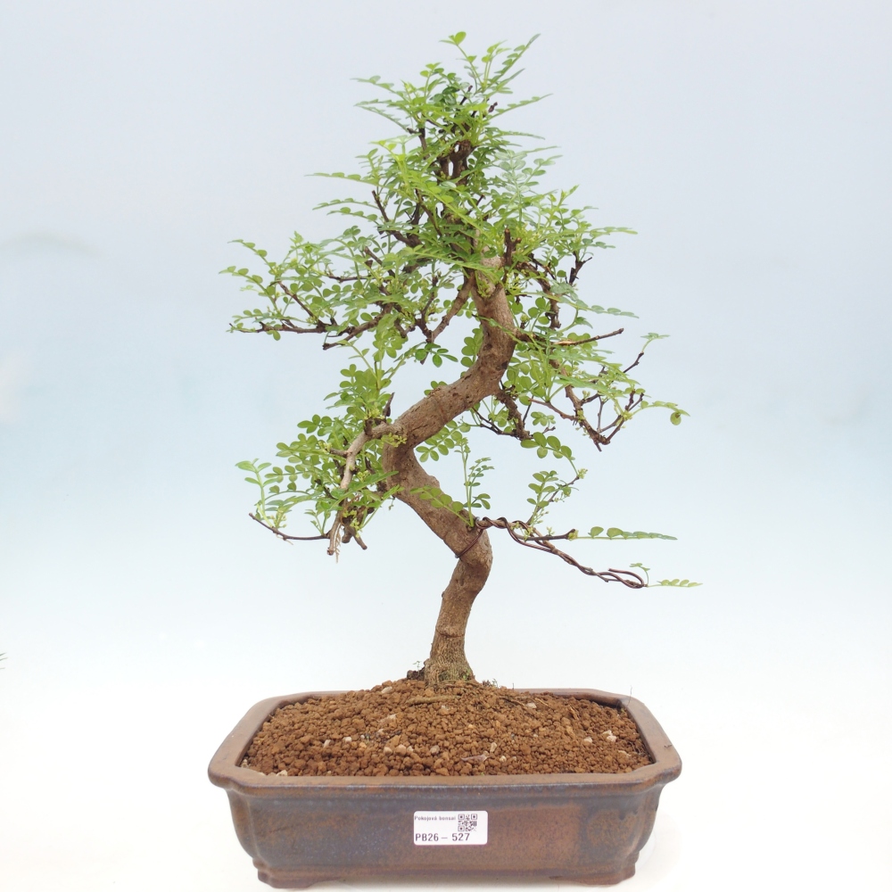 Pokój bonsai - Zantoxylum piperitum - drzewo pieprzowe