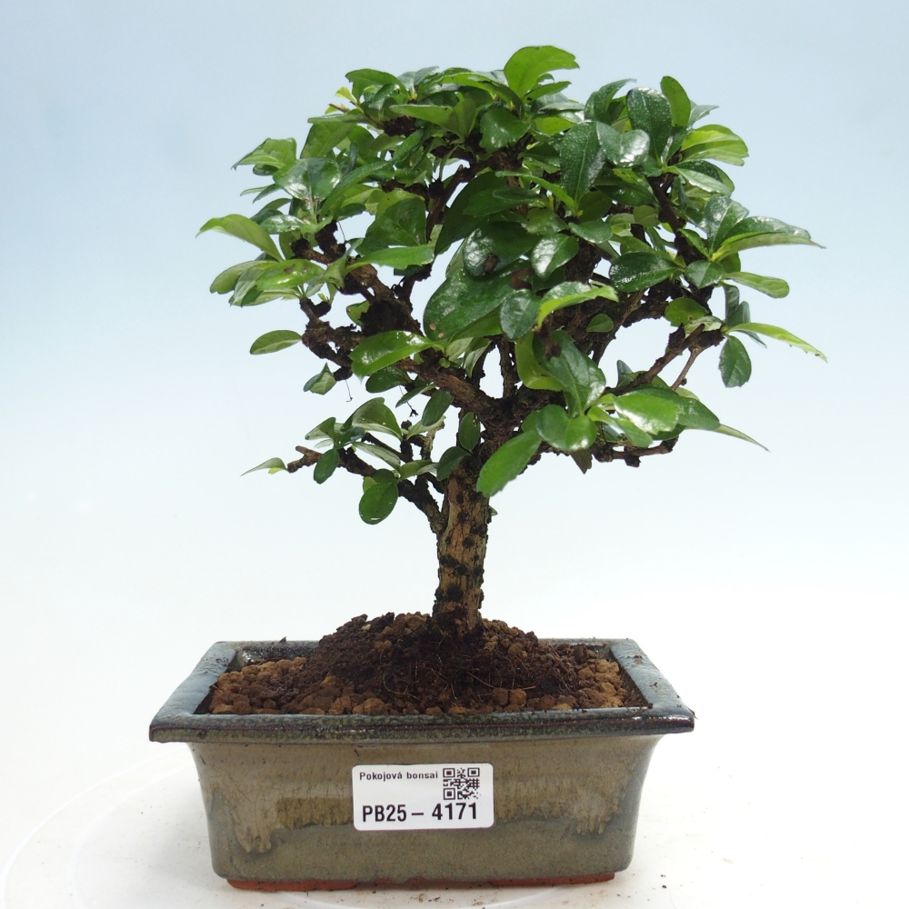 Bonsai pokojowe - Carmona macrophylla - Tea fuki