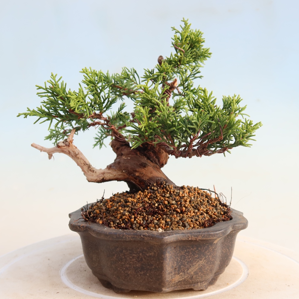 Outdoor bonsai - Juniperus chinensis Itoigawa - Jałowiec chiński