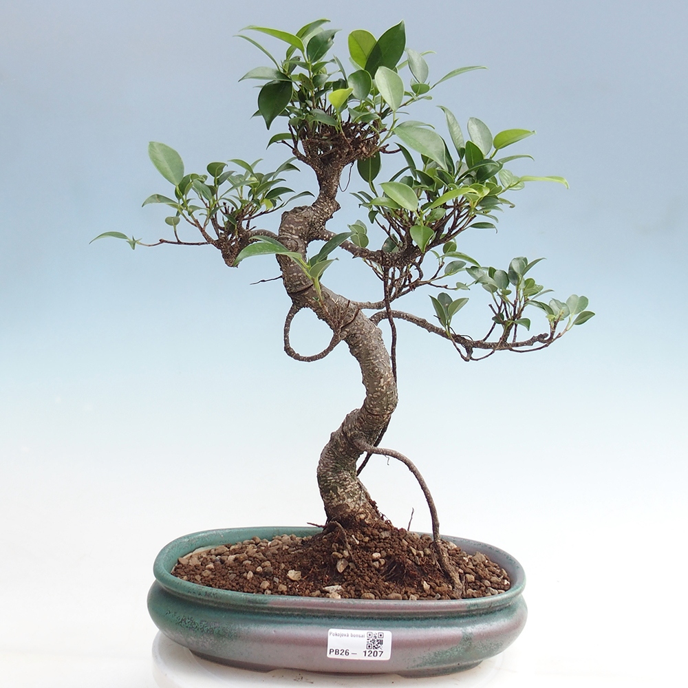 Pokój bonsai - Ficus kimmen - figowiec drobnolistny